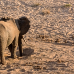 06 Elefanti011