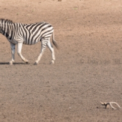 07 Antilopi, Zebre, Giraffe053