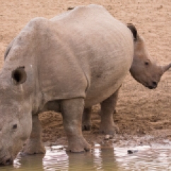 11 Rinoceronti014