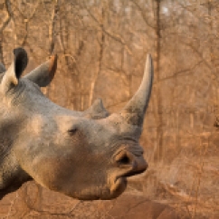 11 Rinoceronti042